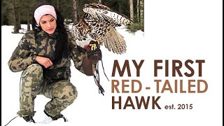 Falconry  My First Red Tailed Hawk 2015 throwback [upl. by Noyrb]