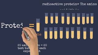 Nirenberg and Matthaei’s and Nirenberg and Leder’s Experiments [upl. by Fisher808]