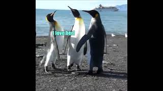 Penguin Love Triangle [upl. by Germayne]