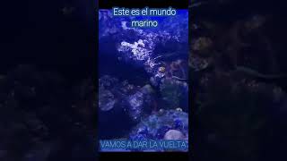 Este es el mundo marino acuarioveracruz acuarioveracruz AcuarioVeracruz veracruz [upl. by Arlena584]