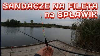 Sandacze na Fileta z ryby Metoda Spławikowa [upl. by Ahsiliw]