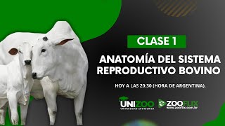 CLASE 1 Anatomía del Sistema Reproductivo Bovino [upl. by Yeruoc]