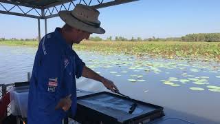 Cruising Corroboree Billabong amp the Mary River in the NT [upl. by Lathan]