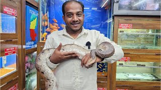 Red Tail Boa King Snake Red Blood Python at Karnataka Aquarium [upl. by Hatcher197]