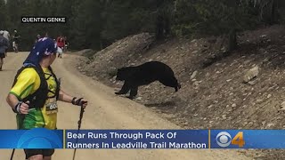 Bear Runs Through Marathon In Leadville [upl. by Templia]