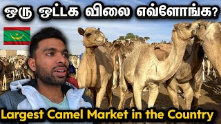 🇲🇷முதல் நாளே ஒட்டக சந்தைக்கு போலாம்  Mauritania Africa Vlog in Tamil  EP2 [upl. by Maximo]