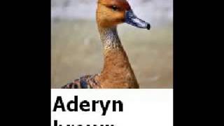 Aderyn Melyn [upl. by Idnew]