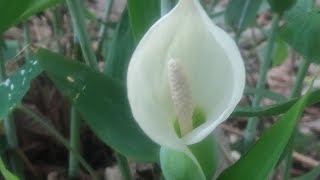 Caladium bicolor Aiton Beautiful Clip [upl. by Saul]