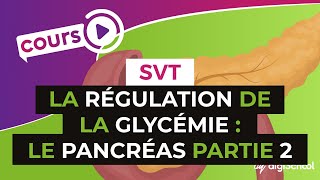 SVT BAC S  La régulation de la glycémie  le pancréas PARTIE 2 [upl. by Matejka]