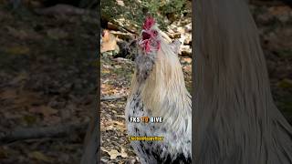 Frankie’s out of clucks rooster chicken funnyanimals comedy lol chickens funnyshorts [upl. by Loveridge280]