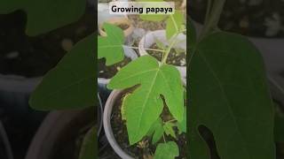 Growing papaya at home shorts trendinggardening Fatima [upl. by Odinevneib614]