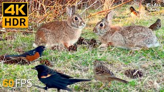 Cat TV for Cats to Watch 😺 Cute Bunnies Spring Birds Squirrels 🐿 8 Hours 4K HDR 60FPS [upl. by Ycaj]