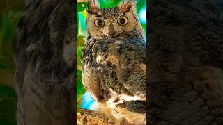 Great horned owl sound 🧡 South American great horned owlBird [upl. by Kinson]