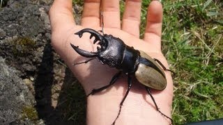 Odontolabis ludekingi ludekingi  Stag Beetle  HirschkÃ¤fer [upl. by Aifos]