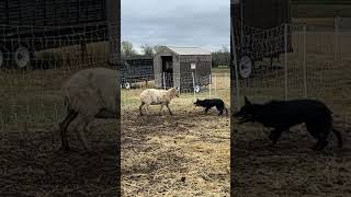 Kelpie Working Dog versus Stubborn Ram [upl. by Eseryt567]