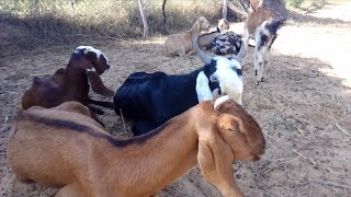 Desi Goat Sounds  Desi Bakri Ka Best Awaaz At My Goat Farming [upl. by Uehttam]