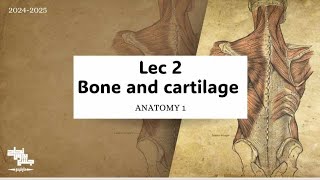 Revision for Boneamp Cartilage Anatomy 1 Lec 2 [upl. by Salokkin828]