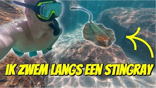 IK ZWEM LANGS EEN STINGRAY TIJDENS HET SNORKELEN IN AUSTRALIË 265 [upl. by Reeves]