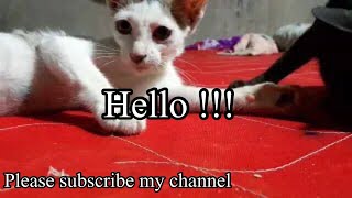 Cute Cats And Funny Animals Videos Compilation 2024 New lifecat funnycats youtubevideos [upl. by Meekahs]