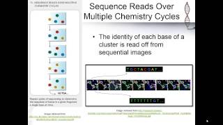 Illumina Sequencing 43 Part 2 [upl. by Heilner]