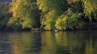 Nature Yakima River Richland WA [upl. by Bertha]