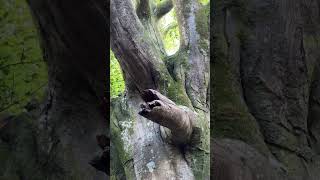 Huge beech tree in the New Forest shorts [upl. by Harv282]