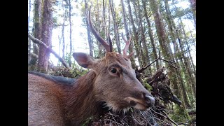 Solo Sika Roar Hunt [upl. by Trinidad87]