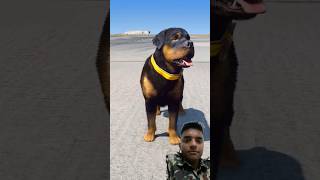 GTA 5 DOG TEACHES US LOVE gta dog story gtav emotional [upl. by Dorelia]