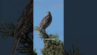 Western Meadowlark Facts and Song [upl. by Okiam817]