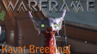 Warframe  Kavat Breeding Basics [upl. by Enilram249]