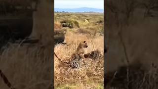 Cheetah Cub Attack Warthog Then Hyena Joins the Hunt [upl. by Annabella]