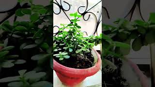 crassula plant lucky plant trendingshorts  Kuber plantnature [upl. by Killian]