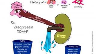 Pharmacology  Kidney  Antidiuretics Part  2 [upl. by Fayina]