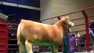 Cuatro Schauer  Record 230000 Steer at Fort Worth Stock Show [upl. by Legin]