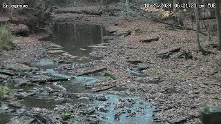 Peaceful Forest Creek  Forestville New York USA [upl. by Craner897]