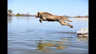 Best Funny Dogs Jumping Into Water [upl. by Akiem388]