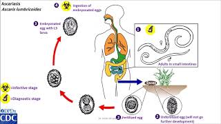 Ascaris lumbricoides life cycle [upl. by Haela]