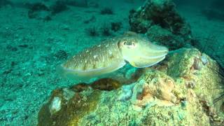 Cuttlefish Magically Changing Colors [upl. by Alyag998]