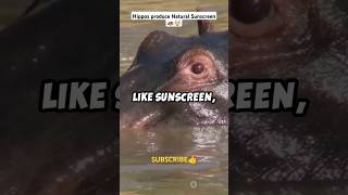 This is How Hippos Protect themselves from harsh Sun☀️  facts animalfacts youtubeshorts [upl. by Lesde]