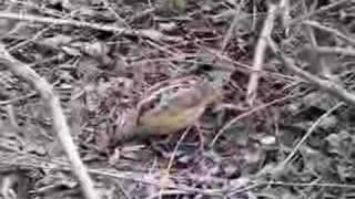 American Woodcock Scolopax minor [upl. by Christan]