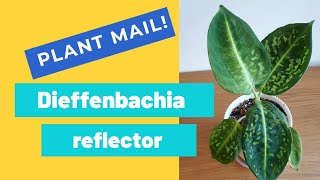 Plant mail Dieffenbachia reflector [upl. by Leafar]