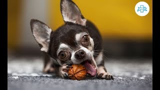 ¿los PERROS pueden COMER NUECES o es un alimento prohibido [upl. by Leimad]