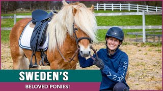 Discover the Endangered Gotland Pony in Sweden [upl. by Giardap]