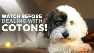 Coton de Tulear History Temperament Health amp Grooming [upl. by Mloclam488]