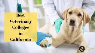 Best Veterinary Colleges in California in 2022 [upl. by Saul]