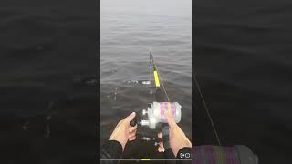 Trophy Shorthorn Sculpin russianfishing4spots rf4 russianfishing4 [upl. by Buddie]