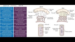 Microscopic difference between The jejunum and the Ileum [upl. by Wiatt394]