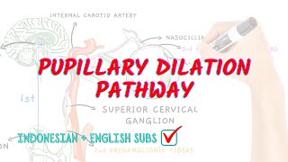 Pupillary dilation pathway  Neuroaholics [upl. by Burnham]