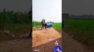 Buffalo 🐃 is pulling a water tank  short ytshort shortvideo [upl. by Lali]