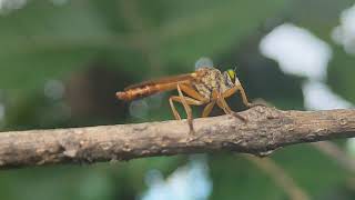 Robber Fly selyan1980 [upl. by Jerrine]